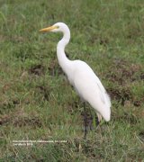 Intermediate Egret