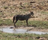 Jackal, babies on the way !!!
