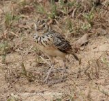 Jerdon's Bushlark. Strange looking guy, this was taken in Yala National Park
