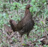 This is the Female Junglefowl