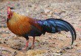 This is the Sri Lanka Junglefowl and the photo was taken in Sinharaja.