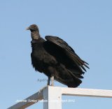 Juvenile Turkey Vulture, this guy landed on the railings of a tower hide, think he was eyeing up Bill's lunch !!!!