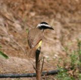 Kiskadee
