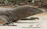 Land Monitor. wonderful animal !!!
