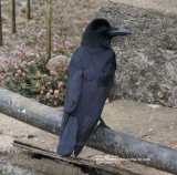 Large-billed Crow. Very well named bird !! this was in the garden of the Binota Residency Hotel.