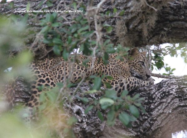 Leopard. Wow, we were so privileged to see a Leopard. We knew they were in Yala National Park, but didn't think we would be lucky enough to see one, this young male was quite happy dozing on his branch even though there were several jeeps present. Yala has the highest concentration of wild leopard in Sri Lanka, and I cannot begin to explain how I felt to be able to get these photos.