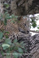Leopard