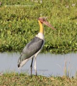 Lesser Adjutant, this was quite a rare bird, but we had some wonderful views at Yala National Park