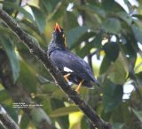 Lesser Hill Myna, this was one of three different species of Myna, and this one was in the Kitulgala Tea Garden.