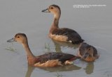 Lesser Whistling Duck. Pretty little ducks at Bundala