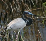 Little Blue Heron, we were lucky with this bird, most of the Little Blues we saw were still in the White phase