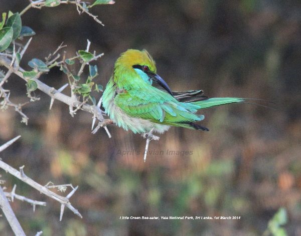 Little Green Bee-eater. Bee-eaters were everywhere in Yala National Park, up until this trip we had only seen one species - the European Bee-eater, Yala held the Little Green, Chestnut-headed and blue-tailed. This series of Little Green photos are great, such charismatic little birds