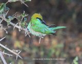Little Green Bee-eater. Bee-eaters were everywhere in Yala National Park, up until this trip we had only seen one species - the European Bee-eater, Yala held the Little Green, Chestnut-headed and blue-tailed. This series of Little Green photos are great, such charismatic little birds