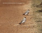 Little Pratincole. These little birds were a real surprise, wasn't expecting these.