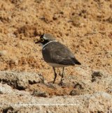 Little Ringed Plover. Summer breeding visitor to the UK.