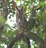 Long-eared Owl Roost ~ 2009