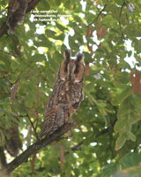 Long-eared Owl Roost ~ 2009