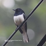 Magpie Robin. Had to lighten this photo slightly, we were on a path heading towards the Kitulgala Tea Garden, in quite a wooded area, this bird landed on the wires.