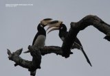 Malabar Hornbill