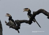 Malabar Hornbill. These Hornbills were fantastic, a happy couple, enjoying the day at Buburuwagala