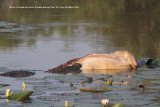 This Marsh Crocodile had caught lunch and wasn't letting anyone else have it ! Bundala National Park.