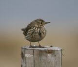 Meadow Pipit