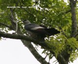 Mississippi Kite. Bill spotted this Kite in Victoria State Park. It was just after heavy rain, and the park was full of warblers.