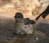 Northern Mockingbird, common and with lovely voice