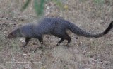 Mongoose. New mammal for me !!