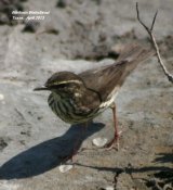 Northern Waterthrush several of these have turned up as Megas in Britain, but we have never been able to catch up with them, it was great to see one here