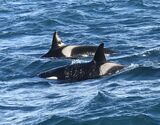 Orca 1A