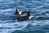 Orca 2.