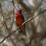 Painted Bunting, these are beautiful, more colour on the wings but I didn't have a chance to photograph it from the back