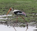 Painted Storks are great birds, huge and colourful, and they were abundant at Bundala National Park