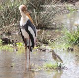 Painted Stork & Indian Pond Heron. Had to take this photo to show the difference in size of these two wading species