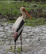 Painted Stork. Huge birds, great colour and very numerous in Yala National Park.
