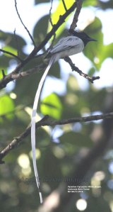 Paradise Flycatcher, White Morph, waited ages for these photos, forest cover made the photos quite dark, but such an exotic bird, this was at Sinharaja Rain Forest.