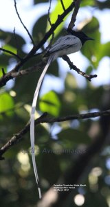Paradise Flycatcher, White Morph