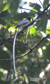 Paradise Flycatcher, White Morph