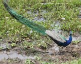Peafowl, very exciting to see these in the wild instead of in collections at home