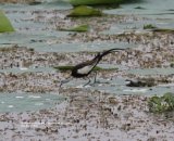 Phesant-tailed Jacana