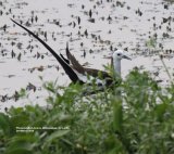 Phesant-tailed Jacana