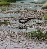 Phesant-tailed Jacana, such as beautiful bird, this photo was taken at Debarawawa Wetland