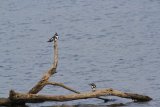 Pied Kingfisher
