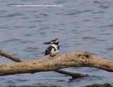 Pied Kingfisher, three of these beautiful kingfishers, distant but wonderful at Bundala National Park
