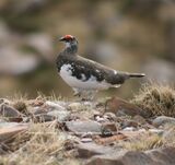 Ptarmigan, Cattlepass Track to Mast
