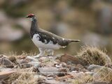 Ptarmigan, Cattlepass Track to Mast