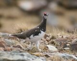 Ptarmigan, Cattlepass Track to Mast