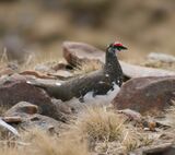 Ptarmigan, Cattlepass Track to Mast