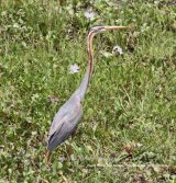 Purple Heron. Great birds, we have seen many over the years, our first was in the UK at Elmley in Kent, they are not so common in the UK, but plenty in Hungary